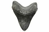 Huge Fossil Megalodon Tooth - South Carolina #353106-2